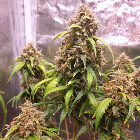 Green Gelato Automatic growlog timeline photo
