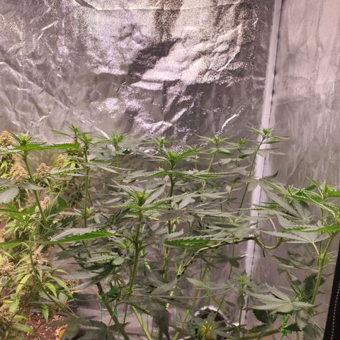 Strawberry Cola Sherbet Fast Version growlog timeline photo