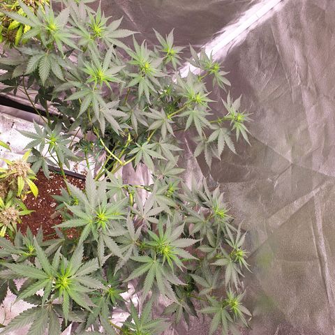 Strawberry Cola Sherbet Fast Version growlog timeline photo