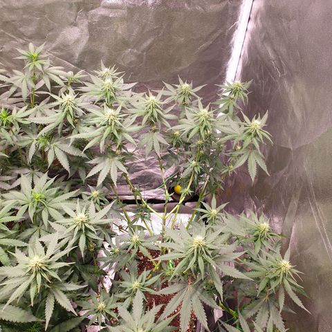 Strawberry Cola Sherbet Fast Version growlog timeline photo