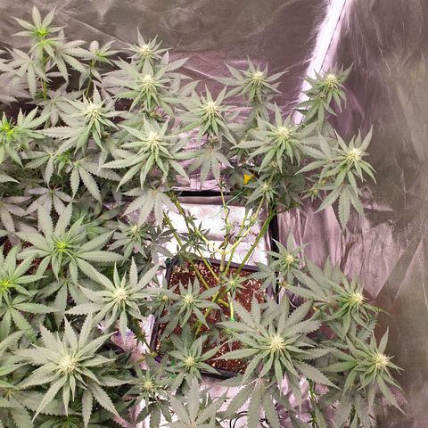 Strawberry Cola Sherbet Fast Version growlog timeline photo