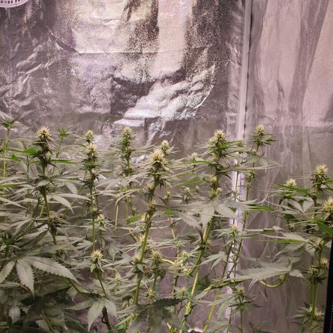 Strawberry Cola Sherbet Fast Version growlog timeline photo