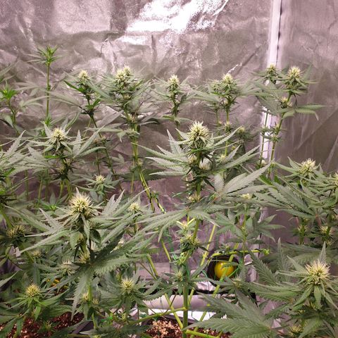 Strawberry Cola Sherbet Fast Version growlog timeline photo
