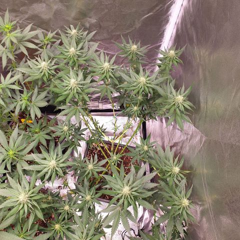 Strawberry Cola Sherbet Fast Version growlog timeline photo