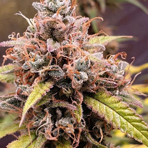 Sweet Zenzation XL Auto growlog timeline photo