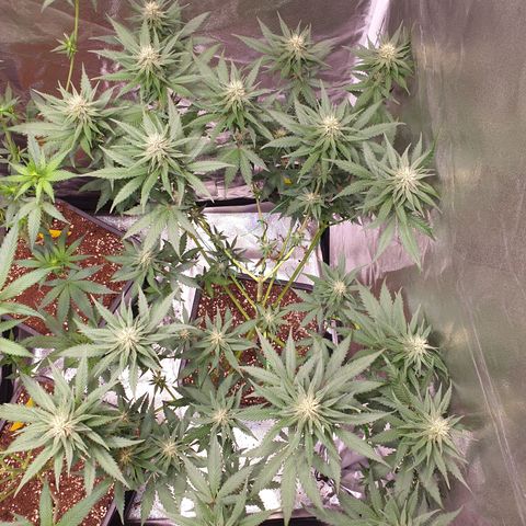 Strawberry Cola Sherbet Fast Version growlog timeline photo