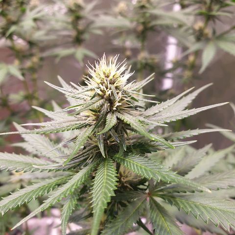 Strawberry Cola Sherbet Fast Version growlog timeline photo