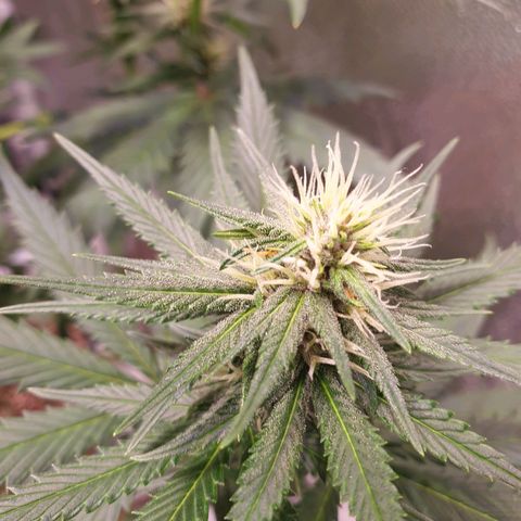Strawberry Cola Sherbet Fast Version growlog timeline photo