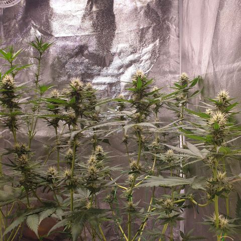 Strawberry Cola Sherbet Fast Version growlog timeline photo