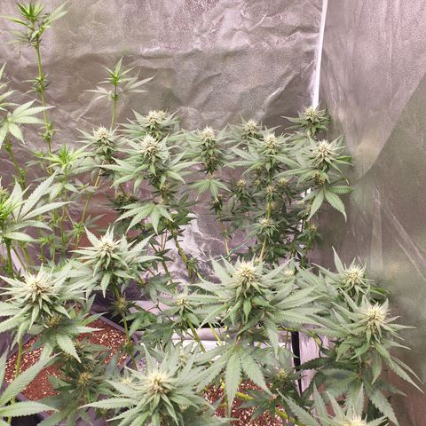 Strawberry Cola Sherbet Fast Version growlog timeline photo