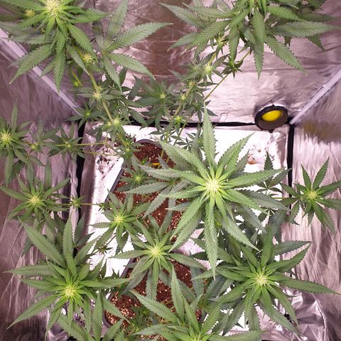 Strawberry Cola Sherbet Fast Version growlog timeline photo