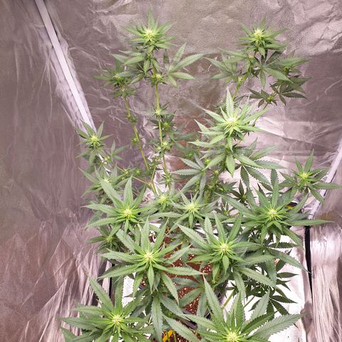 Strawberry Cola Sherbet Fast Version growlog timeline photo