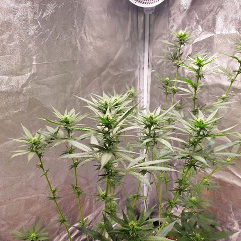 Strawberry Cola Sherbet Fast Version growlog timeline photo