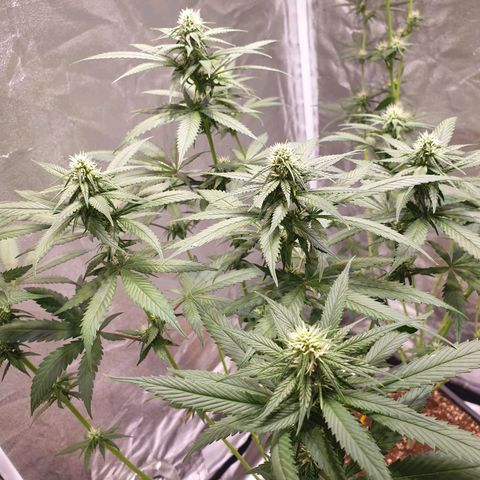 Strawberry Cola Sherbet Fast Version growlog timeline photo
