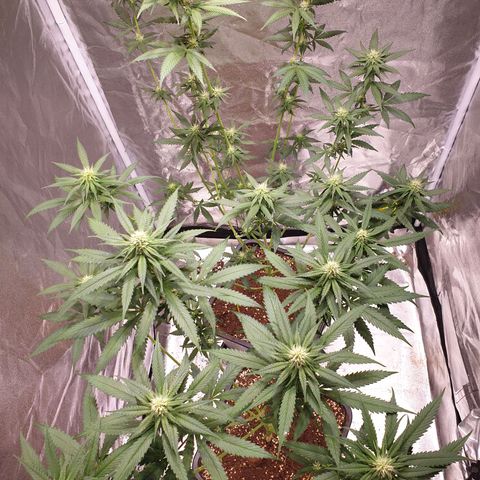Strawberry Cola Sherbet Fast Version growlog timeline photo