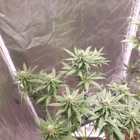 Strawberry Cola Sherbet Fast Version growlog timeline photo