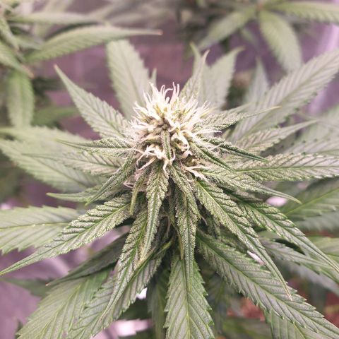 Strawberry Cola Sherbet Fast Version growlog timeline photo