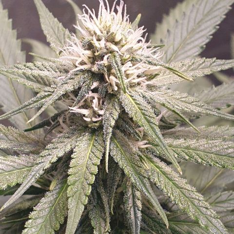 Strawberry Cola Sherbet Fast Version growlog timeline photo