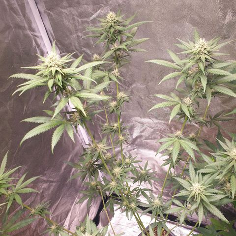 Strawberry Cola Sherbet Fast Version growlog timeline photo