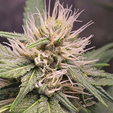 Strawberry Cola Sherbet Fast Version growlog timeline photo