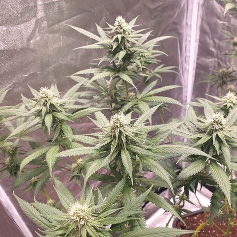 Strawberry Cola Sherbet Fast Version growlog timeline photo