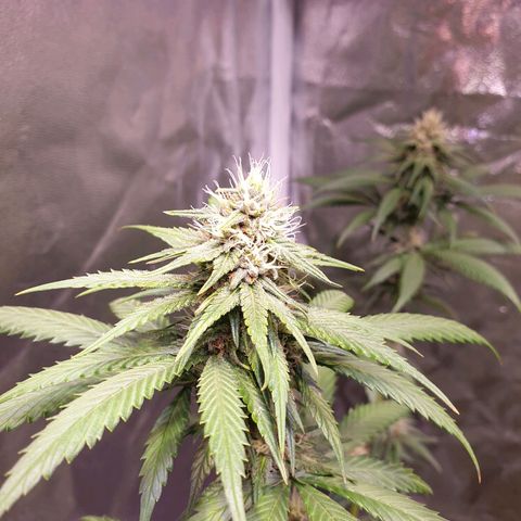 Strawberry Cola Sherbet Fast Version growlog timeline photo