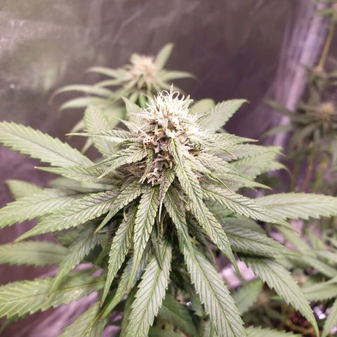 Strawberry Cola Sherbet Fast Version growlog timeline photo