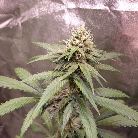 Strawberry Cola Sherbet Fast Version growlog timeline photo