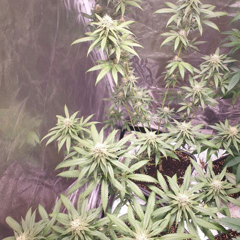 Strawberry Cola Sherbet Fast Version growlog timeline photo