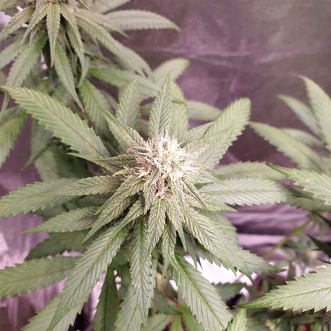 Strawberry Cola Sherbet Fast Version growlog timeline photo