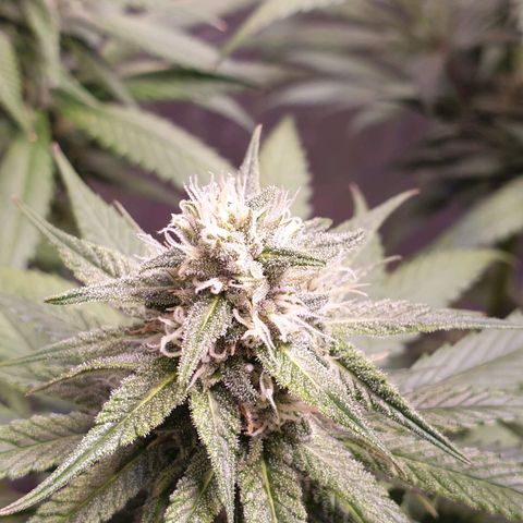 Strawberry Cola Sherbet Fast Version growlog timeline photo