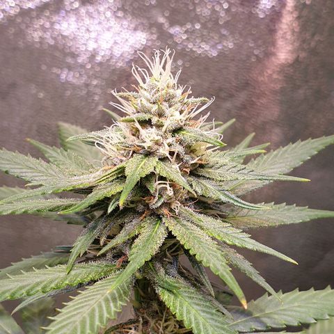 Strawberry Cola Sherbet Fast Version growlog timeline photo