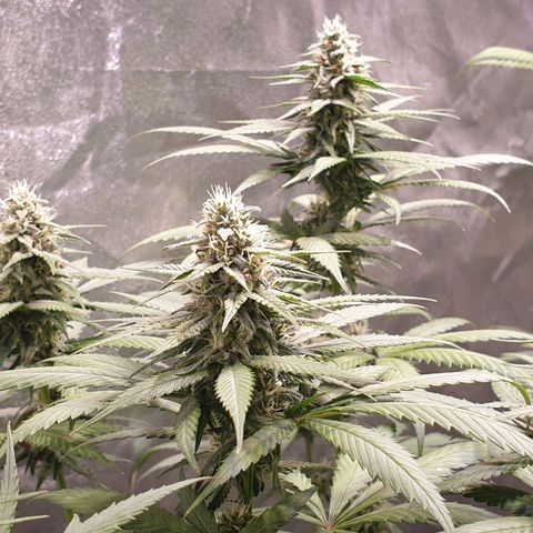 Strawberry Cola Sherbet Fast Version growlog timeline photo