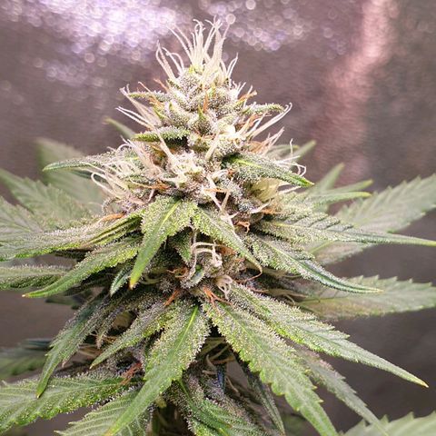 Strawberry Cola Sherbet Fast Version growlog timeline photo