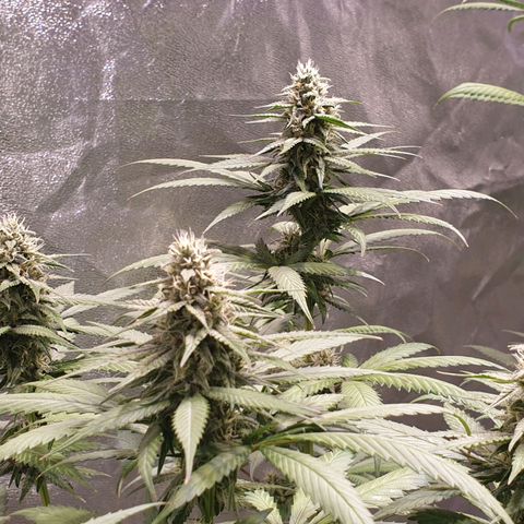 Strawberry Cola Sherbet Fast Version growlog timeline photo