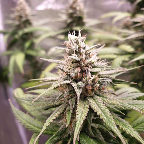 Strawberry Cola Sherbet Fast Version growlog timeline photo