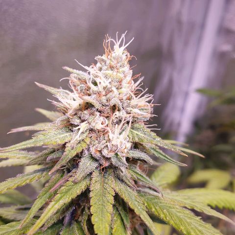 Strawberry Cola Sherbet Fast Version growlog timeline photo