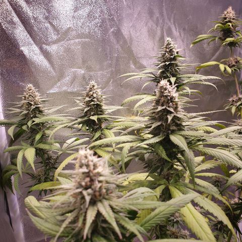 Strawberry Cola Sherbet Fast Version growlog timeline photo