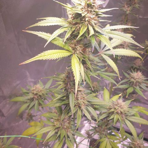 Strawberry Cola Sherbet Fast Version growlog timeline photo