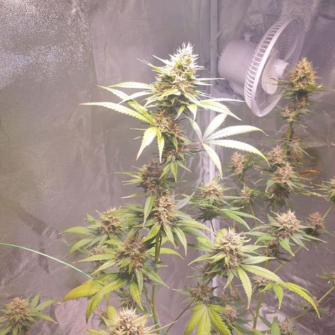 Strawberry Cola Sherbet Fast Version growlog timeline photo