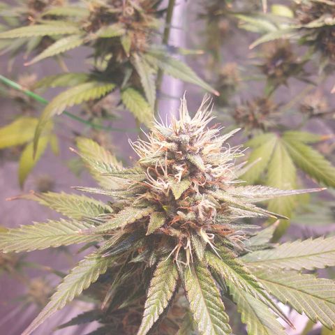 Strawberry Cola Sherbet Fast Version growlog timeline photo