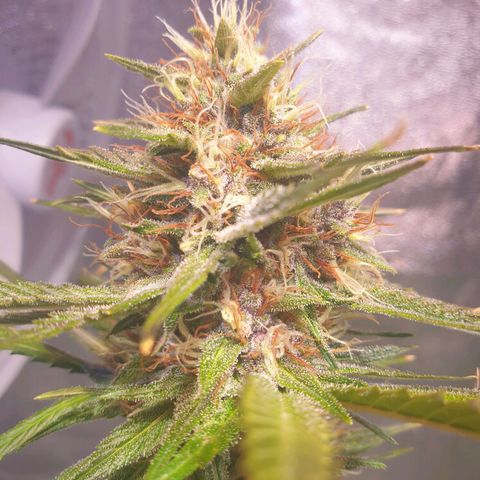 Strawberry Cola Sherbet Fast Version growlog timeline photo