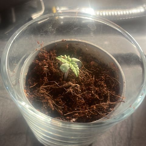 Ysera growlog timeline photo