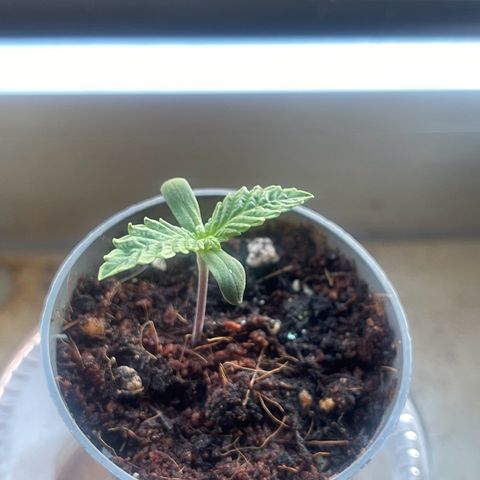Ysera growlog timeline photo