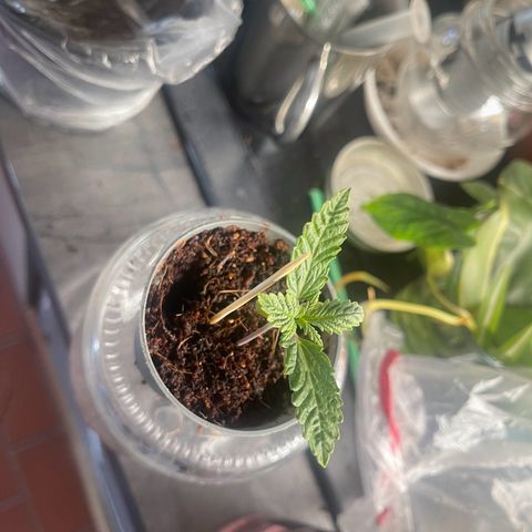 Ysera growlog timeline photo