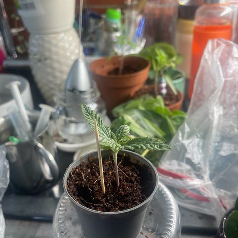 Ysera growlog timeline photo