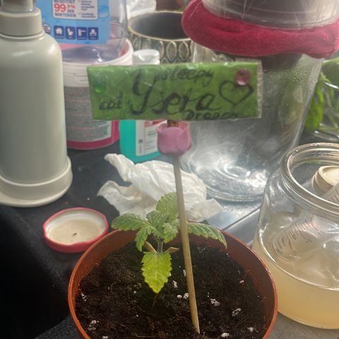 Ysera growlog timeline photo