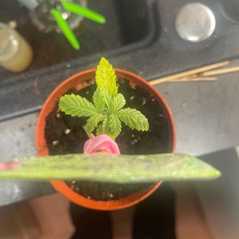 Ysera growlog timeline photo
