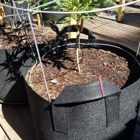 Black Diamond OG  #2 growlog timeline photo