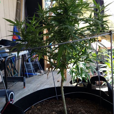 Black Diamond OG  #2 growlog timeline photo